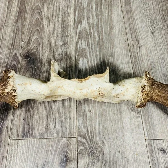Naturally Shed Wild Moose Antler (Horn, Knife, Carving, Chew, Taxidermy) - Picture 6 of 8